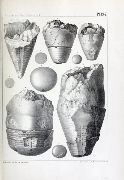 Illustratie Van Fossielen Oude Beeld — Stockfoto