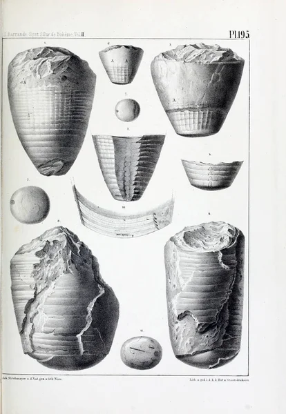 Εικονογράφηση Των Απολιθωμάτων Παλιά Εικόνα — Φωτογραφία Αρχείου