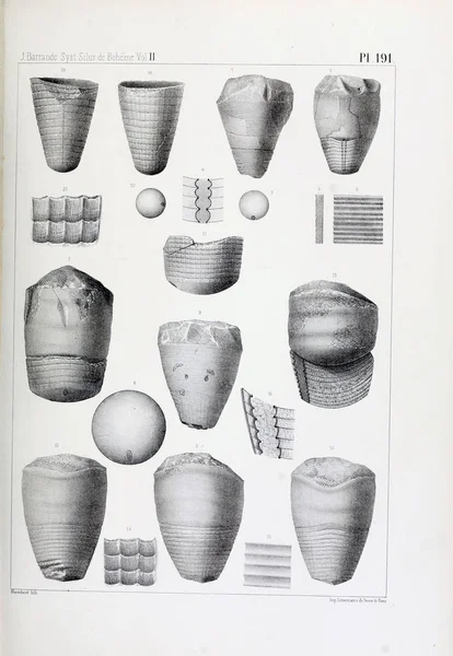 Illustration Von Fossilien Altes Bild — Stockfoto