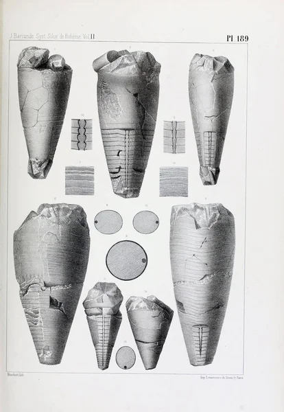 Illustratie Van Fossielen Oude Beeld — Stockfoto