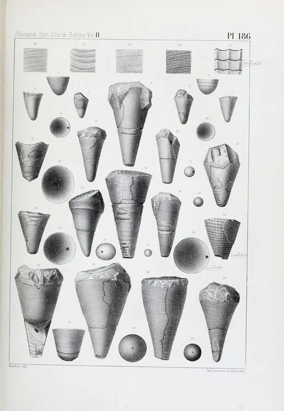 Illustratie Van Fossielen Oude Beeld — Stockfoto