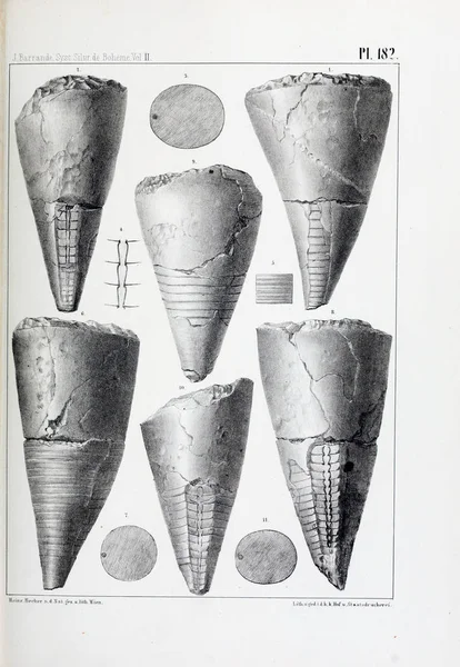 Esimerkki Fossiileista Vanha Kuva — kuvapankkivalokuva