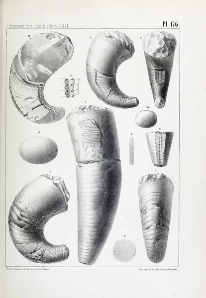 Illustration Fossil Gamla Bilden — Stockfoto