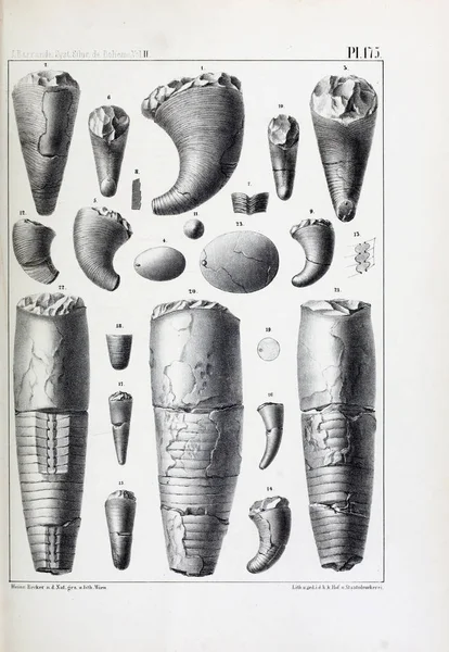 Fosiller Illustration. Eski resim