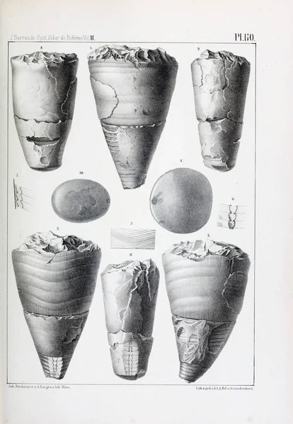 Illustratie Van Fossielen Oude Beeld — Stockfoto