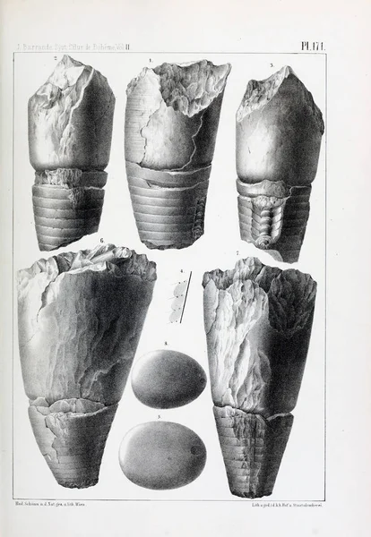 Fosiller Illustration. Eski resim