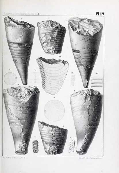 Illustrazione Fossili Vecchia Immagine — Foto Stock