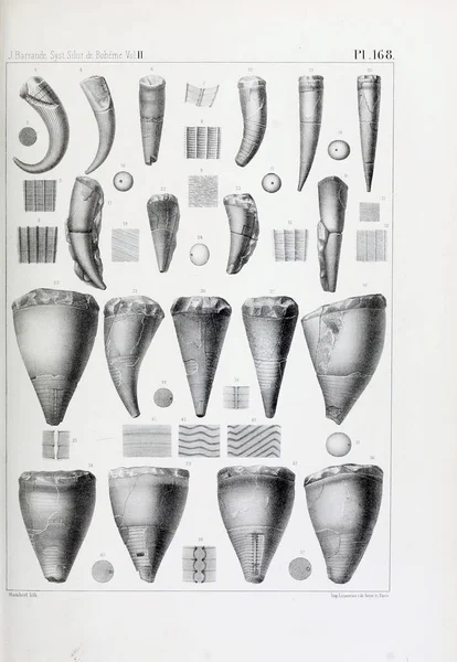 Иллюстрация Окаменелостей Старое Изображение — стоковое фото