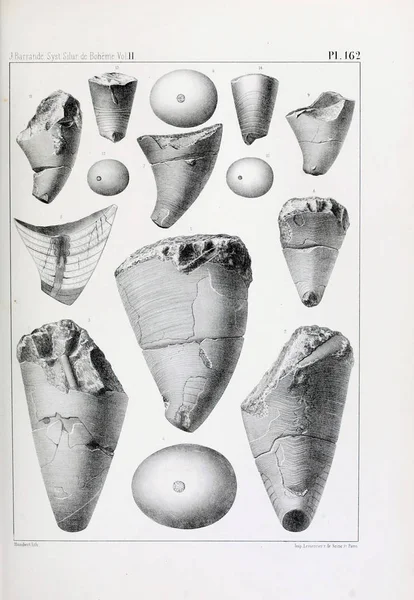 Ilustrace Zkamenělin Starý Obrázek — Stock fotografie