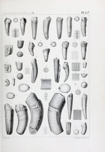 Fosiller Illustration Eski Resim — Stok fotoğraf