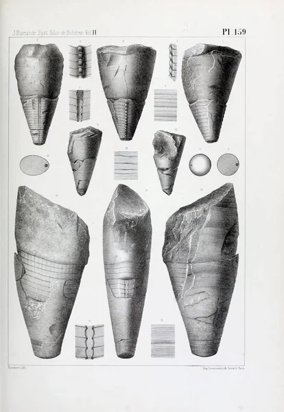 Ilustrace Zkamenělin Starý Obrázek — Stock fotografie