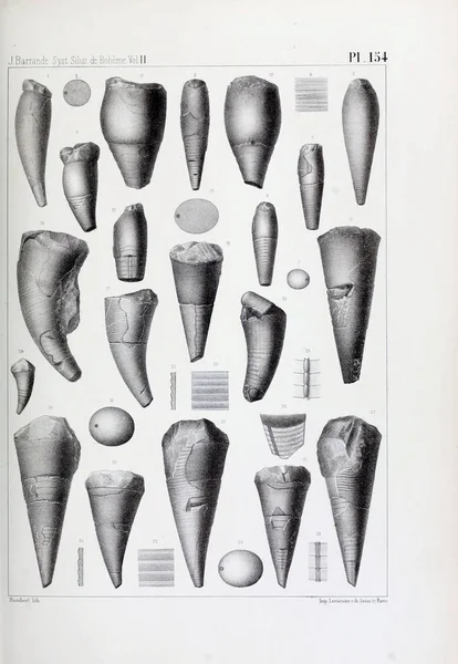 Illustration Von Fossilien Altes Bild — Stockfoto