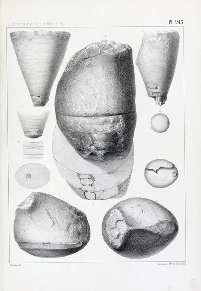 Illustration Fossils Old Image — Stock Photo, Image