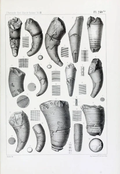 Illustrazione Fossili Vecchia Immagine — Foto Stock