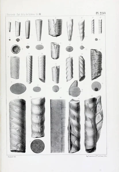 Illustrazione Fossili Vecchia Immagine — Foto Stock