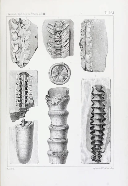 Иллюстрация Окаменелостей Старое Изображение — стоковое фото