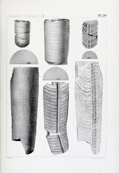 Illustrazione Fossili Vecchia Immagine — Foto Stock