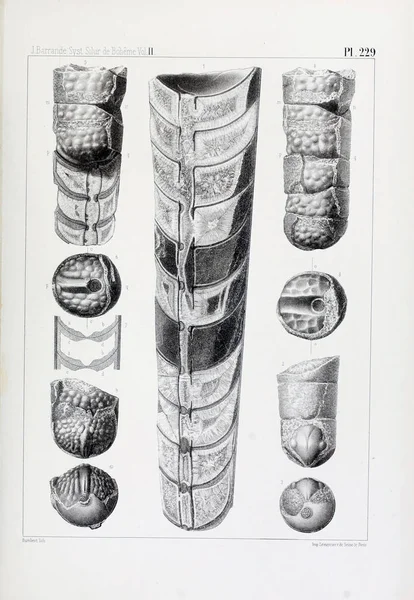 Illustrazione Fossili Vecchia Immagine — Foto Stock