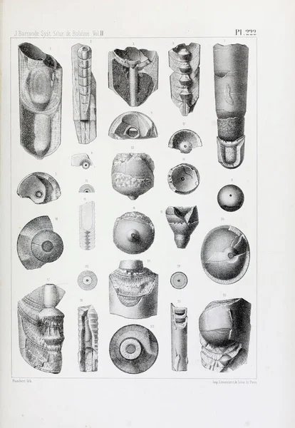 Illustratie Van Fossielen Oude Beeld — Stockfoto