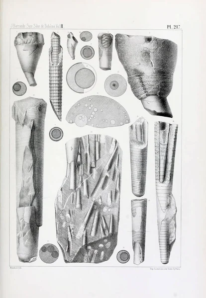 Иллюстрация Окаменелостей Старое Изображение — стоковое фото