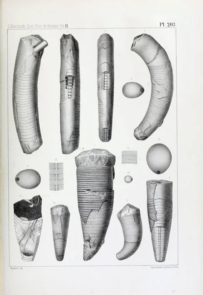 Illustratie Van Fossielen Oude Beeld — Stockfoto