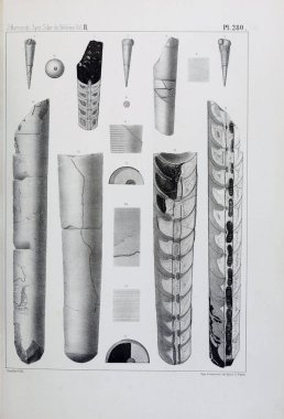 Fosiller Illustration. Eski resim