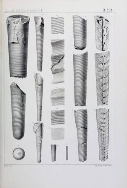 Fosiller Illustration. Eski resim