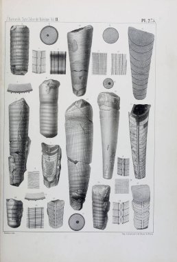 Fosiller Illustration. Eski resim