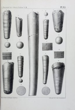 Fosiller Illustration. Eski resim