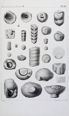 Fosiller Illustration. Eski resim