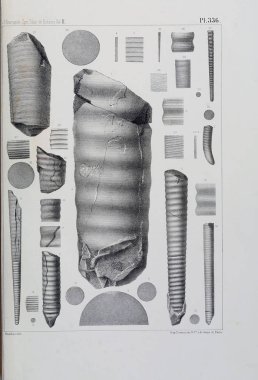 Fosiller Illustration. Eski resim
