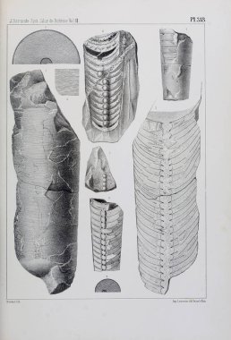 Fosiller Illustration. Eski resim