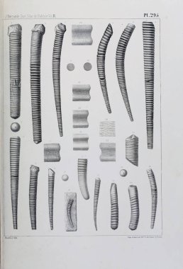 Fosiller Illustration. Eski resim