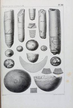 Fosiller Illustration. Eski resim