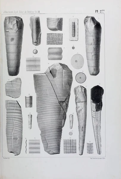 Illustrazione Fossili Vecchia Immagine — Foto Stock