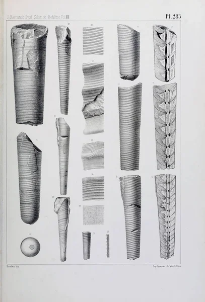 Иллюстрация Окаменелостей Старое Изображение — стоковое фото