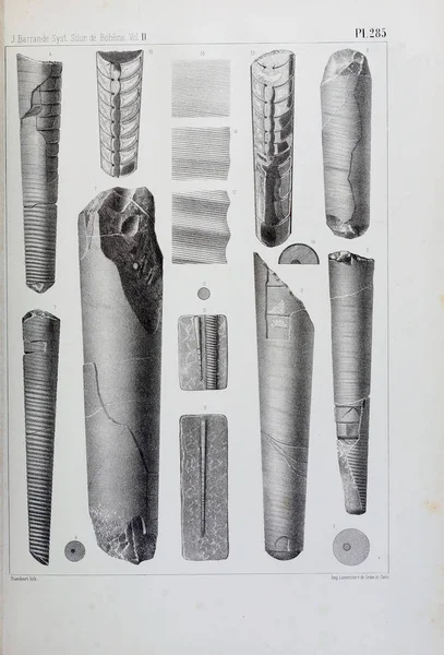 Illustrazione Fossili Vecchia Immagine — Foto Stock