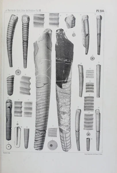 Иллюстрация Окаменелостей Старое Изображение — стоковое фото