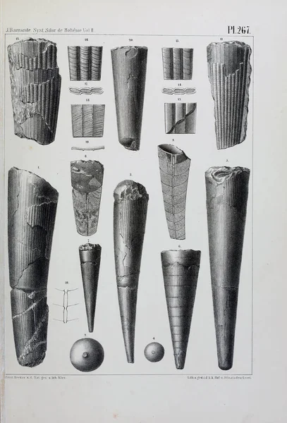 Illustratie Van Fossielen Oude Beeld — Stockfoto