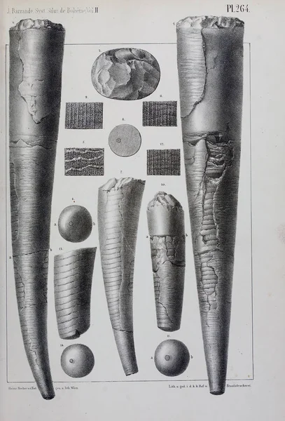 Illustratie Van Fossielen Oude Beeld — Stockfoto