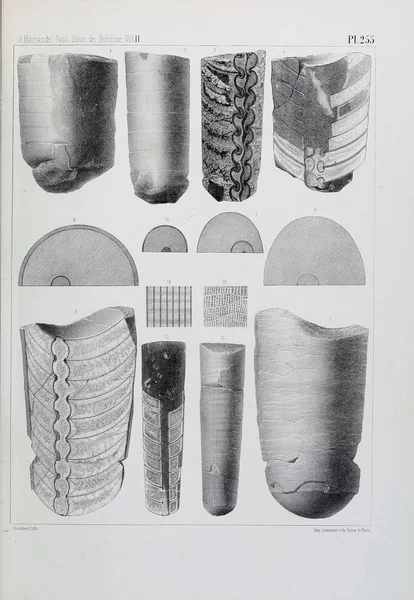 Иллюстрация Окаменелостей Старое Изображение — стоковое фото