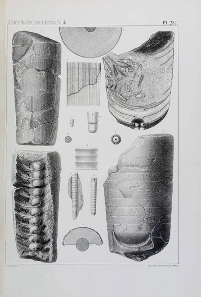 Illustratie Van Fossielen Oude Beeld — Stockfoto