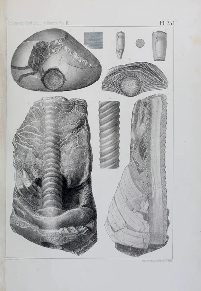 Illustration Fossil Gamla Bilden — Stockfoto