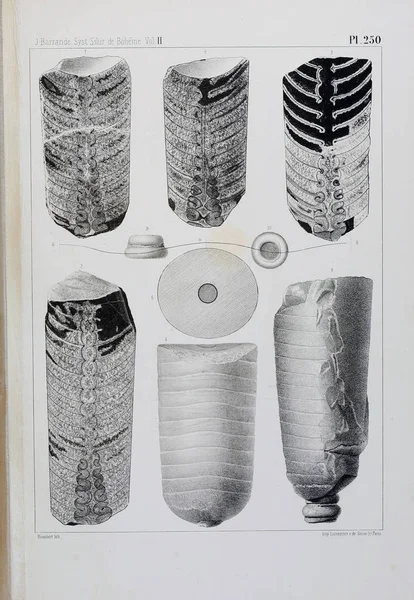 Illustration Fossil Gamla Bilden — Stockfoto