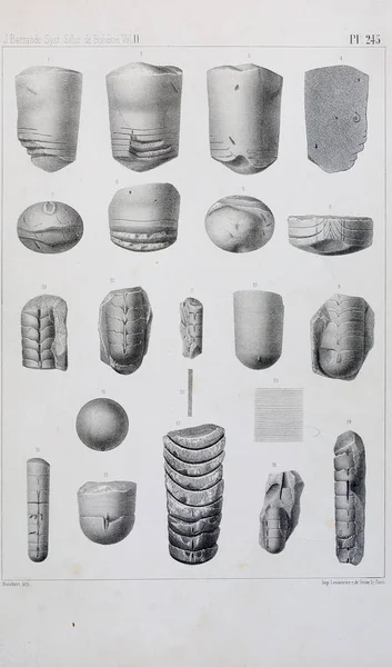 Illustrazione Fossili Vecchia Immagine — Foto Stock