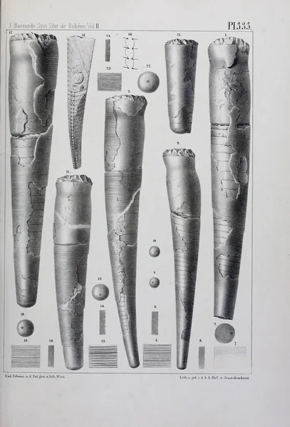 Иллюстрация Окаменелостей Старое Изображение — стоковое фото