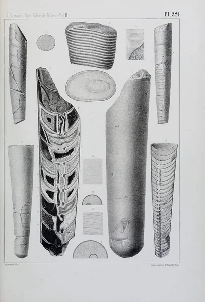 Illustratie Van Fossielen Oude Beeld — Stockfoto