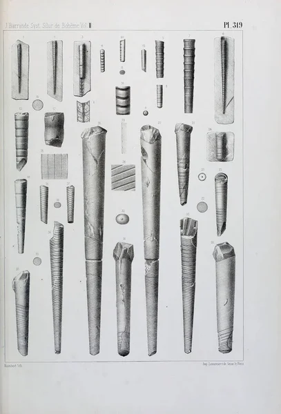 Illustration Fossil Gamla Bilden — Stockfoto