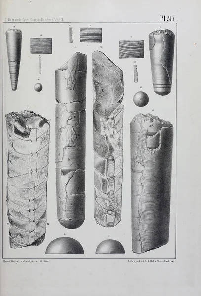 Иллюстрация Окаменелостей Старое Изображение — стоковое фото