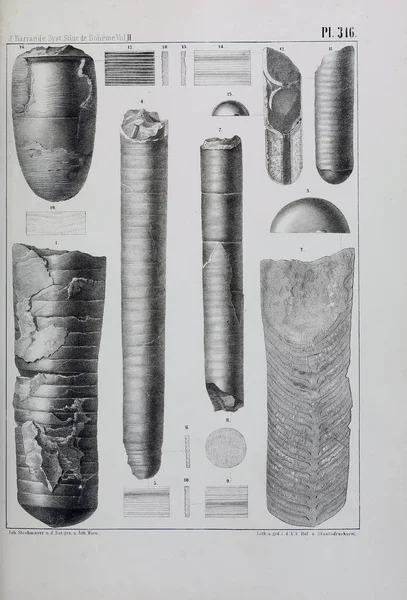 Иллюстрация Окаменелостей Старое Изображение — стоковое фото